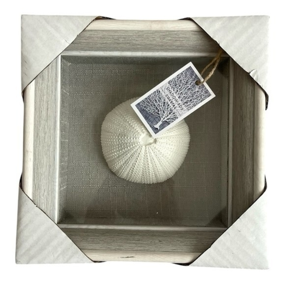 NEW Coastal Shadow Box 9" Sea Urchin Shell Wall Art Beach Nautical Decor White - Picture 3 of 6